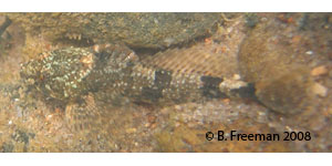 Coosa banded sculpin Species Photo