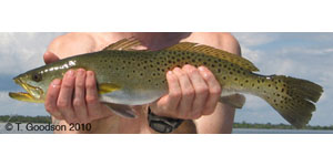 spotted seatrout Species Photo