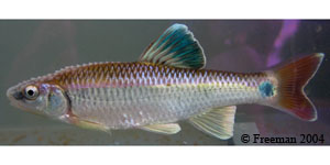 Alabama shiner Species Photo