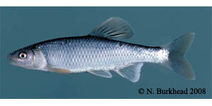 whitetail shiner Species Photo