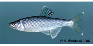 spotfin shiner Species Photo
