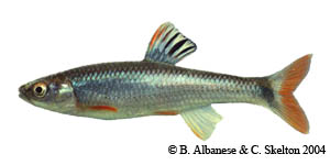 tricolor shiner Species Photo