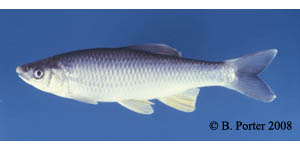 steelcolor shiner Species Photo
