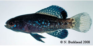 Everglades pygmy sunfish Species Photo