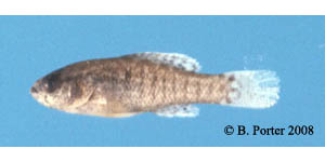 banded pygmy sunfish Species Photo