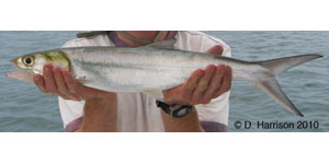 ladyfish Species Photo