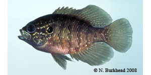 banded sunfish Species Photo