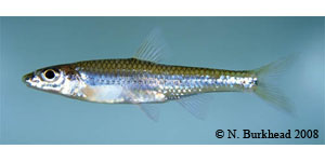 longjaw minnow Species Photo