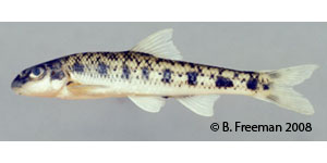 blotched chub Species Photo