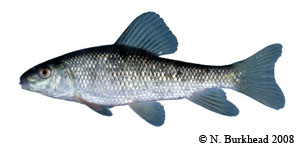 creek chubsucker Species Photo