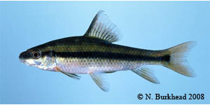 lake chubsucker Species Photo