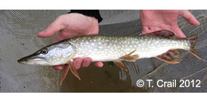 northern pike Species Photo
