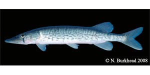 chain pickerel Species Photo