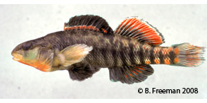 rainbow darter Species Photo