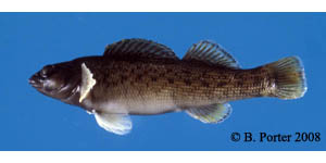 greenfin darter Species Photo