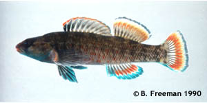 lipstick darter Species Photo