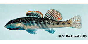 ashy darter Species Photo