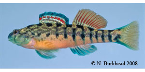 Coosa darter Species Photo