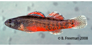 coldwater darter Species Photo