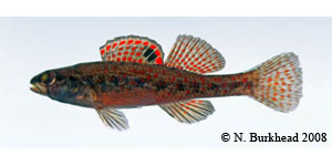 brown darter Species Photo