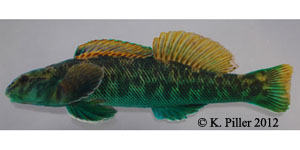Tuckasegee darter Species Photo