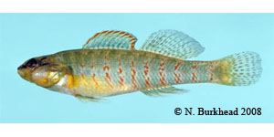 Christmas darter Species Photo