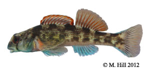 turquoise darter Species Photo