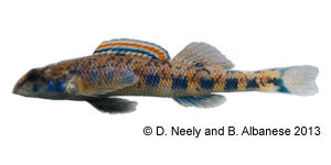 blueside darter Species Photo