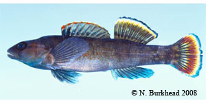 greenbreast darter Species Photo