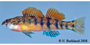 Cherokee darter Species Photo