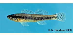 sawcheek darter Species Photo