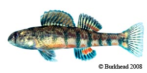 holiday darter complex Species Photo
