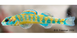speckled darter Species Photo