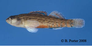 gulf darter Species Photo