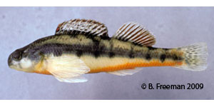 Tennessee darter Species Photo