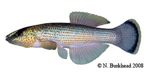 northern studfish Species Photo