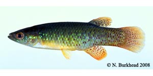 golden topminnow Species Photo