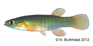 banded topminnow Species Photo