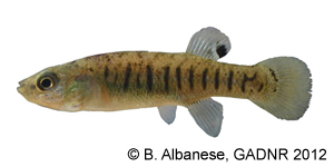 marsh killifish Species Photo