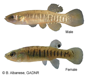 male and female