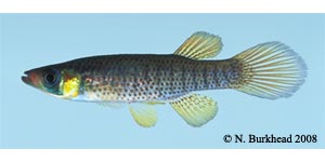 russetfin topminnow Species Photo