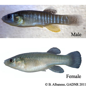mummichog male and female