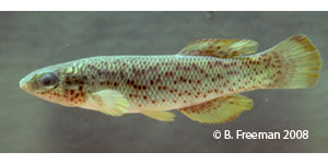 southern studfish Species Photo