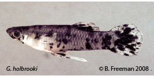 western and eastern mosquitofish Species Photo