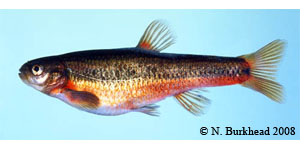 flame chub Species Photo