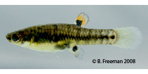 least killifish Species Photo