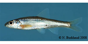 bigeye chub Species Photo
