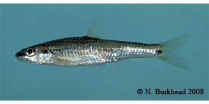 lined chub Species Photo
