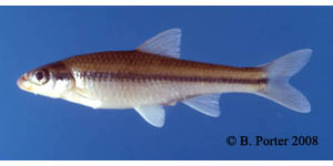 rosyface chub Species Photo