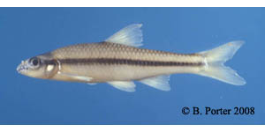 Etowah chub Species Photo